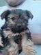 Yorkshire Terrier Puppies for sale in Fresno, CA, USA. price: $200