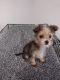 Yorkshire Terrier Puppies for sale in Mechanicsville, VA, USA. price: $2