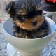 Yorkshire Terrier Puppies for sale in Boston, MA, USA. price: $568