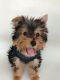 Yorkshire Terrier Puppies for sale in Fort Lauderdale, FL 33351, USA. price: $1,800