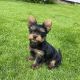 Yorkshire Terrier Puppies for sale in Alabaster, AL, USA. price: NA