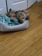 Yorkshire Terrier Puppies for sale in West Haven, CT 06516, USA. price: NA