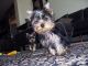 Yorkshire Terrier Puppies for sale in Aspen, CO 81611, USA. price: NA