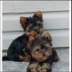 Yorkshire Terrier Puppies for sale in Charlotte, NC, USA. price: $500