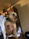 Yorkshire Terrier Puppies for sale in Oklahoma City, OK, USA. price: $500