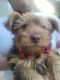 Yorkshire Terrier Puppies for sale in Fresno, CA, USA. price: $500