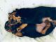 Yorkshire Terrier Puppies for sale in Fort Lauderdale, FL, USA. price: $2,500