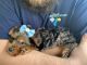 Yorkshire Terrier Puppies for sale in Gobles, MI 49055, USA. price: NA