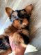 Yorkshire Terrier Puppies for sale in Chino Hills, CA, USA. price: NA