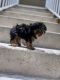 Yorkshire Terrier Puppies for sale in Fort Lauderdale, FL 33351, USA. price: $1,500