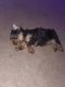 Yorkshire Terrier Puppies for sale in Salem, MA 01970, USA. price: $3,000