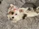 Yorkshire Terrier Puppies for sale in Valley Stream, NY, USA. price: $3,000