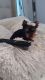 Yorkshire Terrier Puppies for sale in Gerard Dou St, California 92596, USA. price: NA