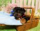 Yorkshire Terrier Puppies for sale in Biloxi, MS, USA. price: NA