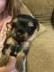 Yorkshire Terrier Puppies for sale in Russellville, AR, USA. price: $800