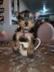 Yorkshire Terrier Puppies for sale in Riverside, CA 92509, USA. price: NA