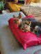 Yorkshire Terrier Puppies for sale in Anchorage, AK, USA. price: $4,000