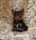 Yorkshire Terrier Puppies for sale in Daytona Beach, FL, USA. price: NA