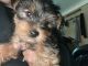 Yorkshire Terrier Puppies for sale in Brook Park, OH, USA. price: NA