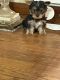 Yorkshire Terrier Puppies for sale in 362 Highland Ave, Clifton, NJ 07011, USA. price: $3,500