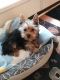 Yorkshire Terrier Puppies for sale in St Tammany Parish, LA, USA. price: NA
