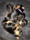 Yorkshire Terrier Puppies for sale in Hinesville, GA 31313, USA. price: $2,000