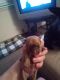 Yorkshire Terrier Puppies for sale in Burton, MI, USA. price: NA