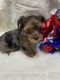 Yorkshire Terrier Puppies for sale in Killeen St, Killeen, TX 76541, USA. price: $3,500