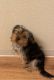 Yorkshire Terrier Puppies for sale in Richland, WA, USA. price: NA
