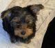 Yorkshire Terrier Puppies for sale in Toledo, OH, USA. price: NA