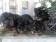 Yorkshire Terrier Puppies for sale in Cranston, RI, USA. price: NA