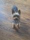 Yorkshire Terrier Puppies for sale in Hicksville, NY, USA. price: NA