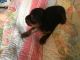 Yorkshire Terrier Puppies for sale in Lebanon, MO 65536, USA. price: $1