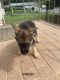 Yorkshire Terrier Puppies for sale in Roanoke, VA, USA. price: $1,000