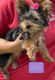 Yorkshire Terrier Puppies for sale in Lake George, NY 12845, USA. price: $2,500