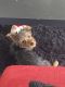 Yorkshire Terrier Puppies for sale in Willoughby Hills, OH, USA. price: NA