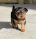 Yorkshire Terrier Chiots