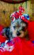 Yorkshire Terrier Puppies for sale in Spring Hill, FL, USA. price: $2,500