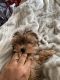 Yorkshire Terrier Puppies for sale in 18 Cedar St, Champlain, NY 12919, USA. price: $800