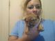 Yorkshire Terrier Puppies for sale in Burton, MI, USA. price: $2,500