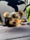 Yorkshire Terrier Puppies for sale in Cumberland, RI 02864, USA. price: $3,000