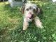 Yorkshire Terrier Puppies for sale in Kinzers, PA 17535, USA. price: $500