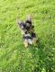 Yorkshire Terrier Puppies for sale in Pittsburgh, PA 15222, USA. price: $1,500