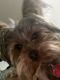 Yorkshire Terrier Puppies for sale in Shawnee, KS 66214, USA. price: NA