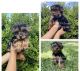 Yorkshire Terrier Puppies for sale in League City, TX, USA. price: $1,600