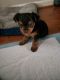 Yorkshire Terrier Puppies for sale in Mountville, PA, USA. price: $4,000