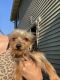 Yorkshire Terrier Puppies for sale in Bothell, WA, USA. price: $2,000