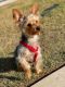 Yorkshire Terrier Puppies for sale in 6364 Wellington Dr, Covington, GA 30014, USA. price: NA