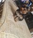Yorkshire Terrier Puppies for sale in Blairsville, PA 15717, USA. price: $1,000