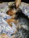 Yorkshire Terrier Puppies for sale in Washington, DC, USA. price: $1,000